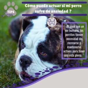 ¿Cómo puedo actuar si mi perro sufre de ansiedad?